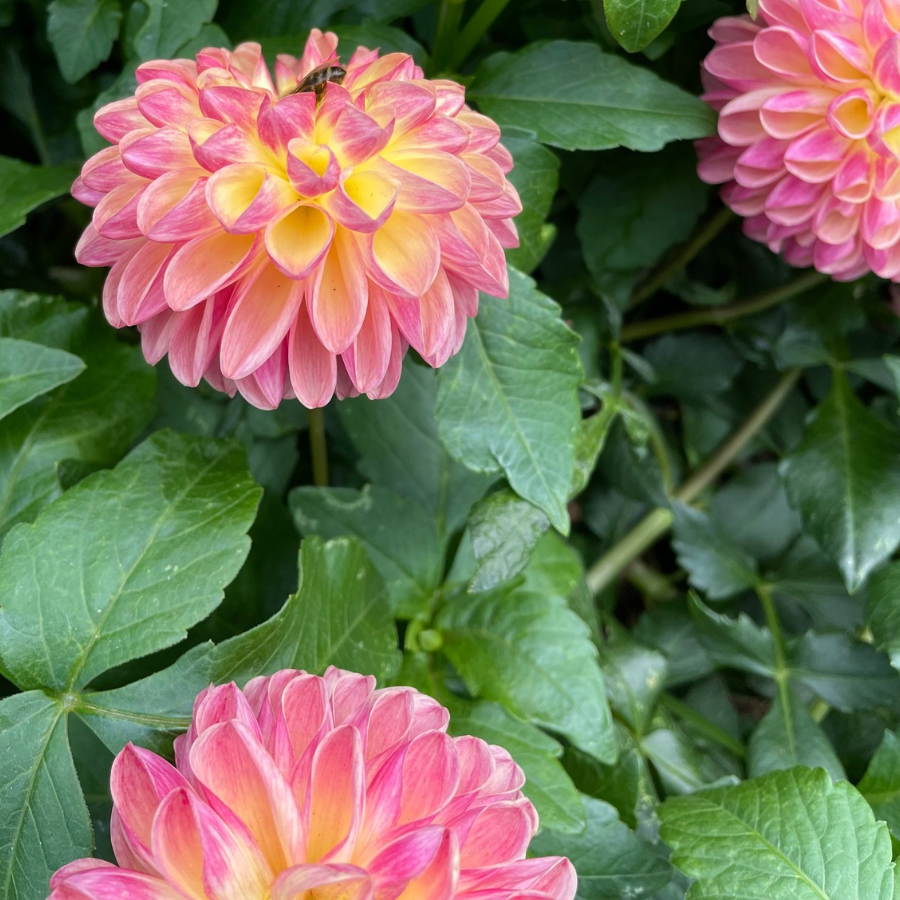 Vibrant pink and yellow blooms of Chapeau Bas Dahlia Tubers by The Happy Hour Flowers, showcasing their lush petals and fresh greenery.