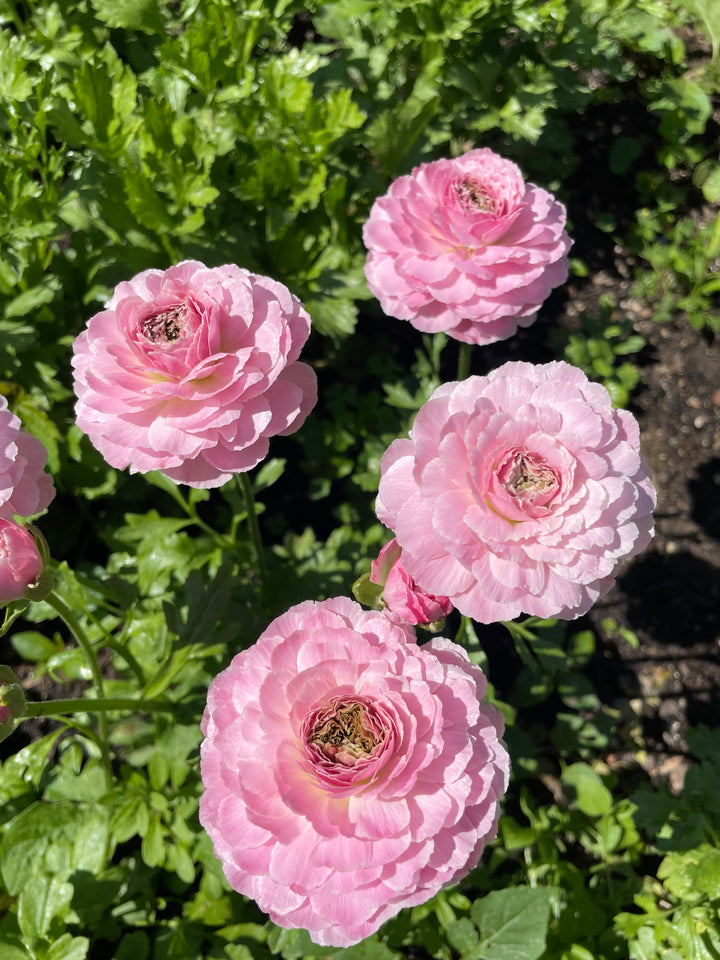 a group of pink flowers in a garden