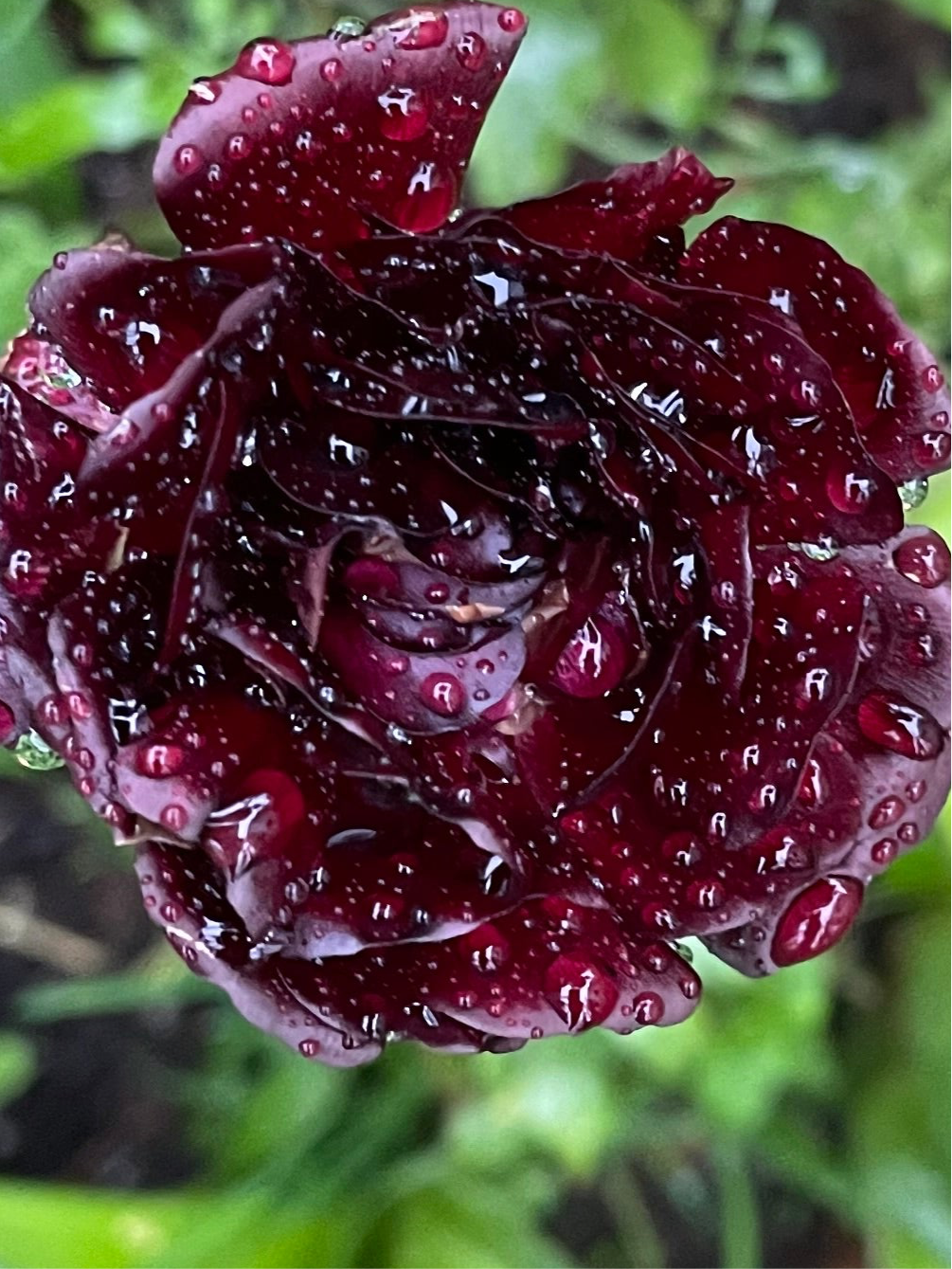 Romance Ranunculus Perigord