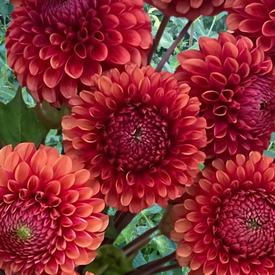 A charming display of multiple Copper Boy Dahlias from The Happy Hour Flowers, each exhibiting unique hues ranging from blush to amber. This collection of dahlia tubers is perfect for gardeners seeking to cultivate a stunning and colorful flower garden effortlessly.