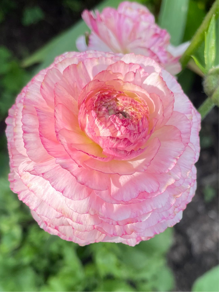 A beautiful close-up of a pink Amandine Ranunculus flower, showcasing its delicate layered petals. Perfect for any garden, these Amandine Ranunculus corms are available for sale, bringing warmth and charm to your outdoor space. Ranunculus corms for sale.