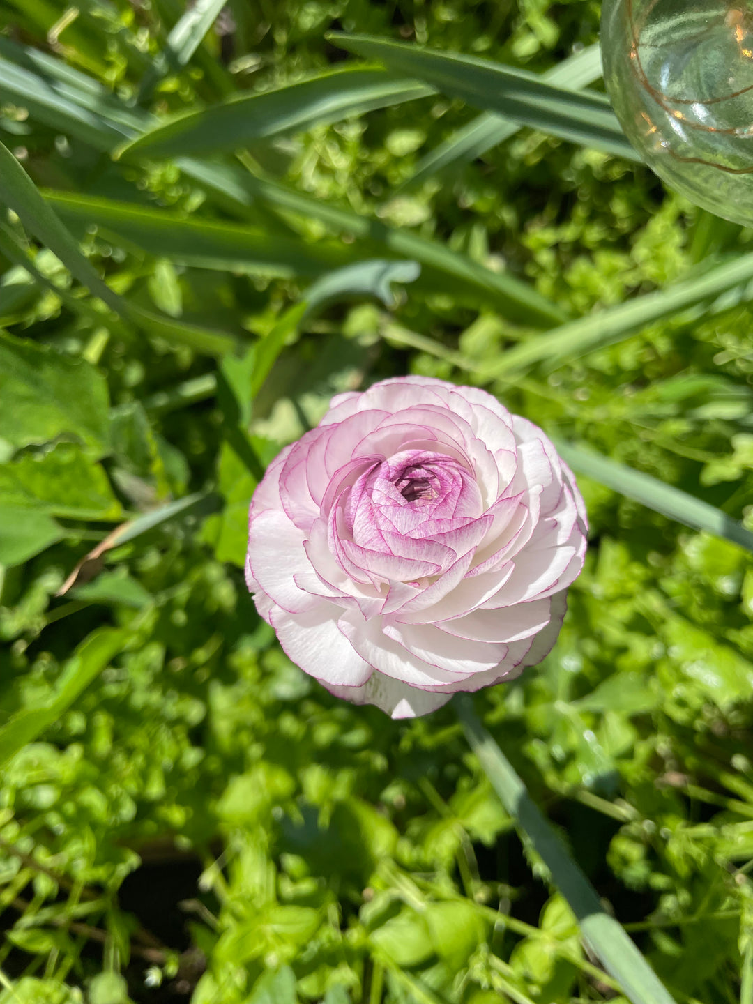 Romance Ranunculus Loubeyres