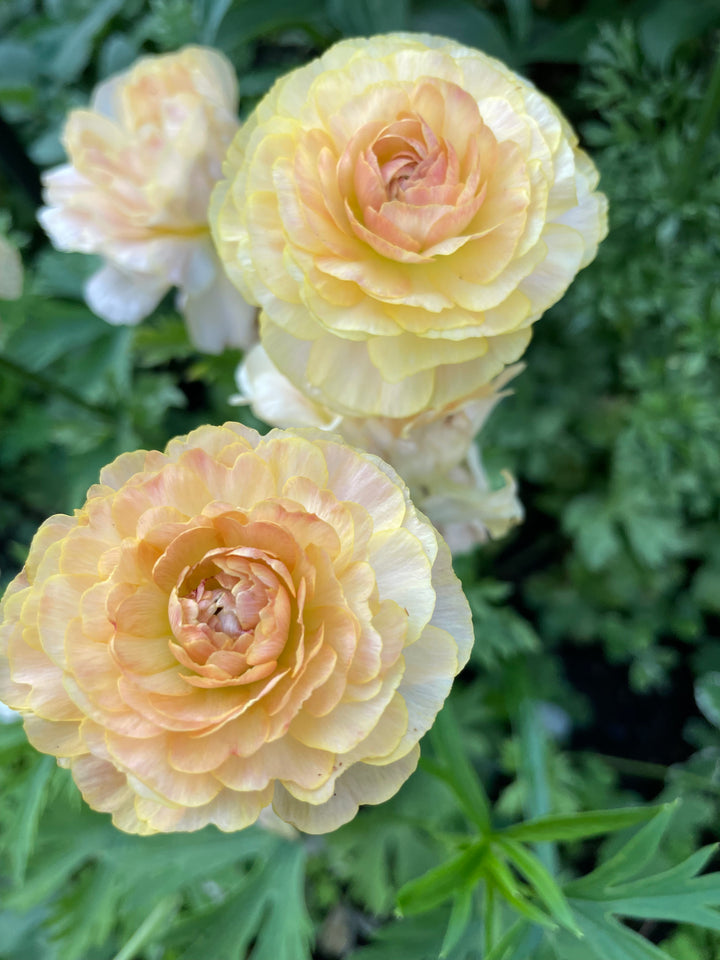 Romance Ranunculus Salerno