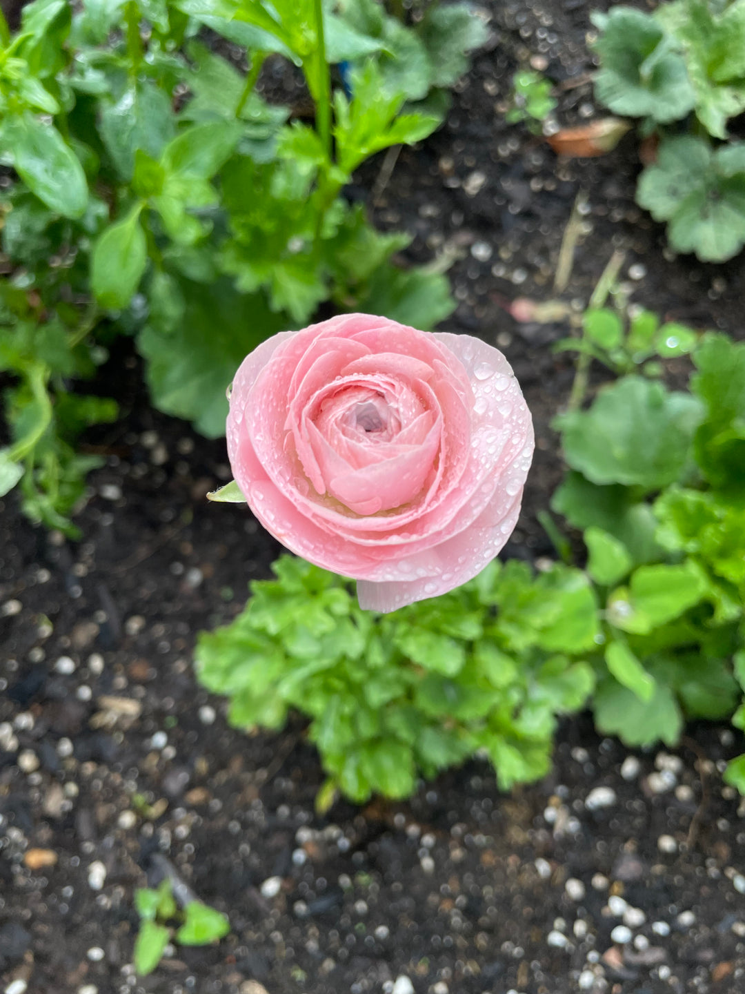 Romance Ranunculus Seine