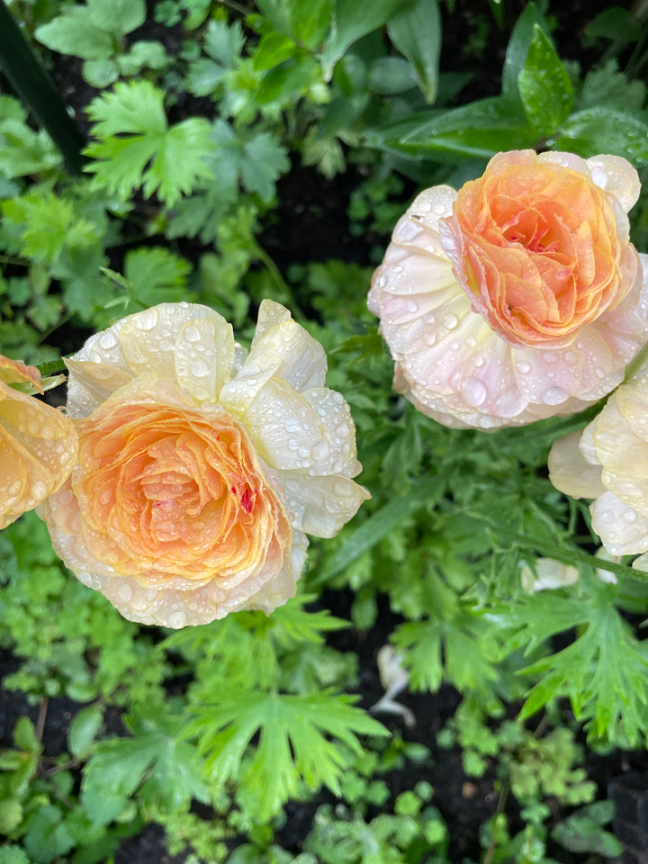 Romance Ranunculus Salerno