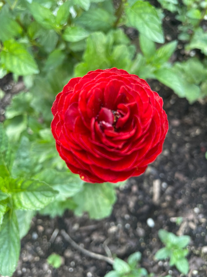 a red flower with green leaves in the background