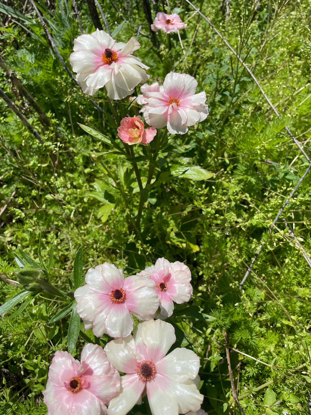 a bunch of flowers that are in the grass