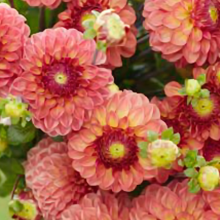 A cluster of Chapeau Bas Dahlia Tubers in vibrant colors, blooming gracefully, presented by The Happy Hour Flowers to brighten any garden.