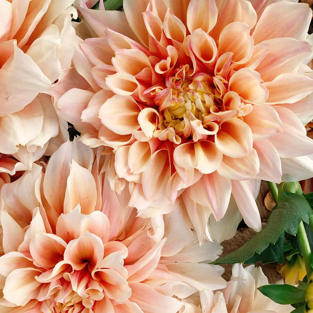 BreakOut dinner plate pink dahlia tuber