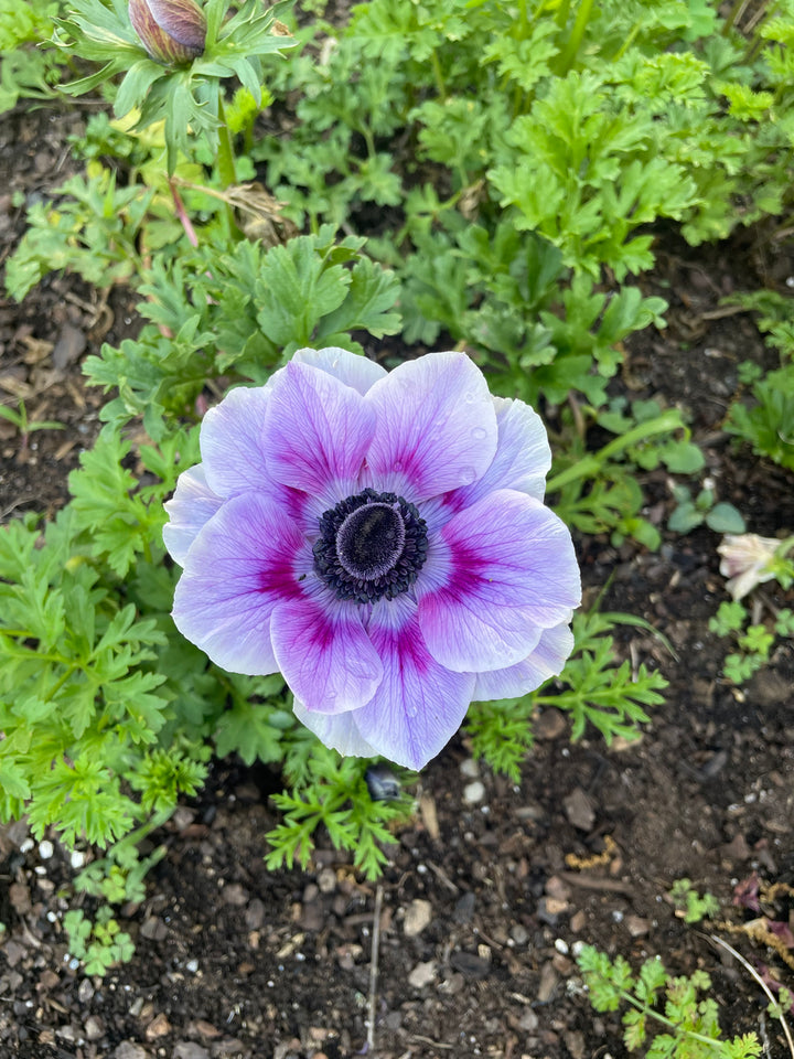 a purple and white flower in a garden