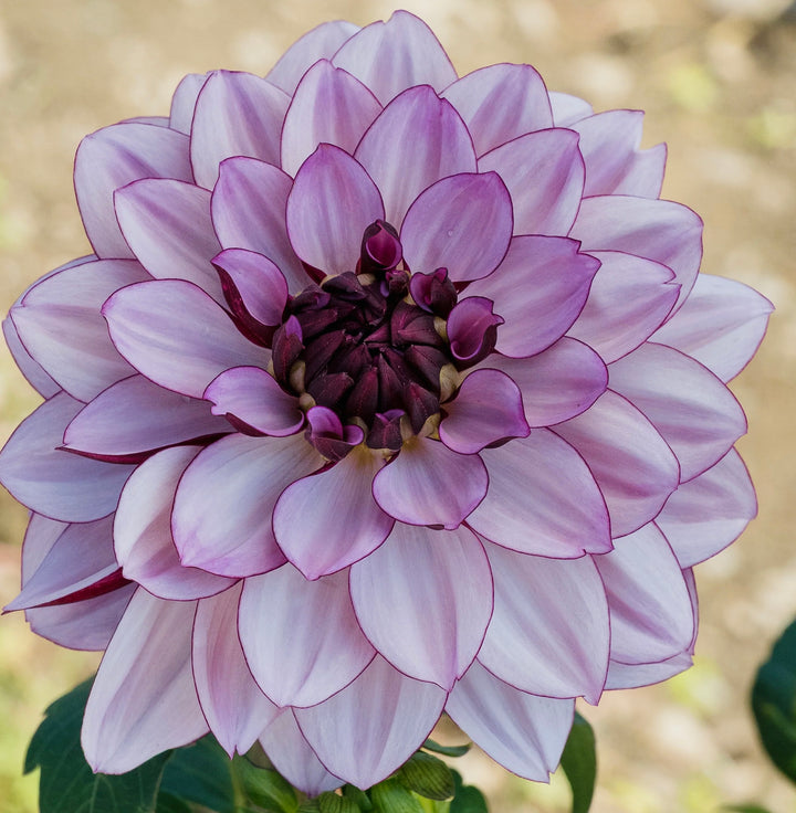 Crème de Cassis purple dahlia