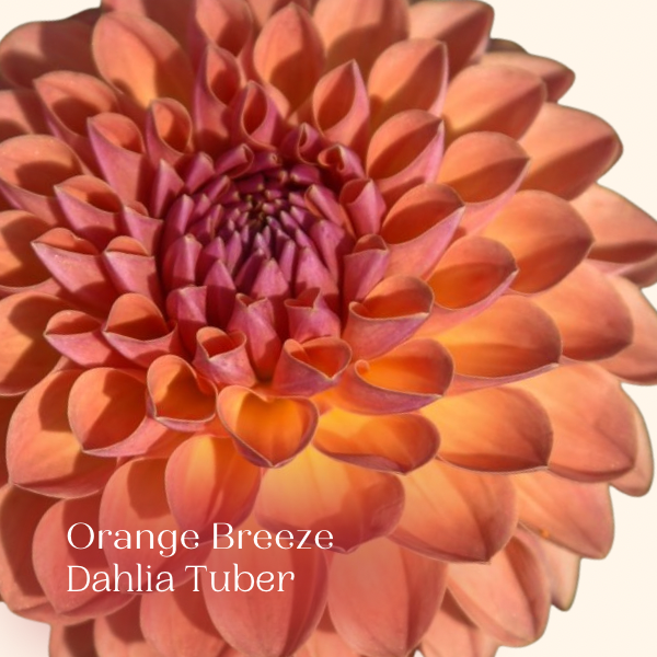 Orange Breeze Peach Ball Dahlia