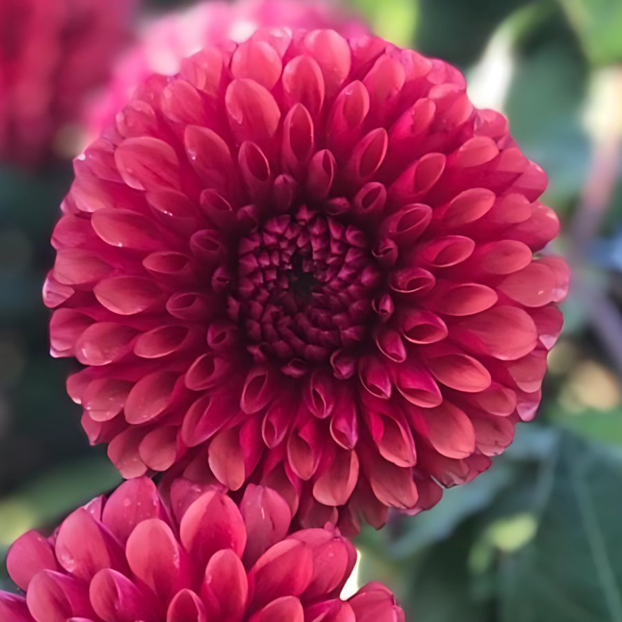 Beautifully vibrant Copper Boy Dahlia from The Happy Hour Flowers, featuring plush, layered petals in stunning blush and burgundy hues. This dahlia tuber is perfect for gardening, creating colorful flowers that brighten any outdoor space and enrich your flower collection.