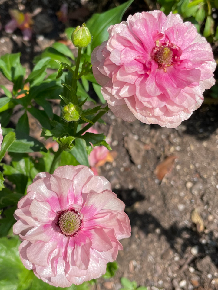 Jupiter new Pink Butterfly Ranunculus