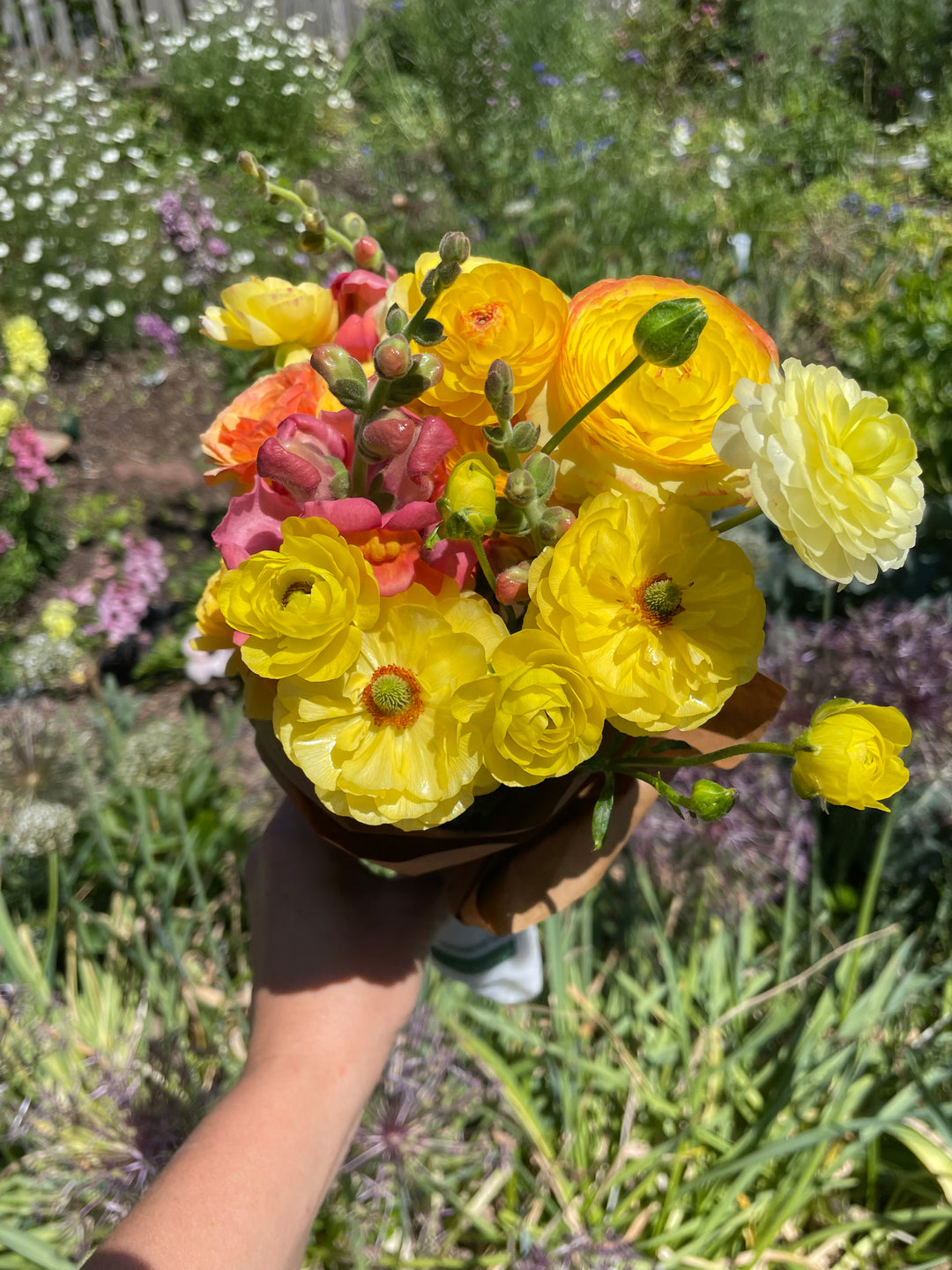 Pastel Lemon Ranunculus corms for sale