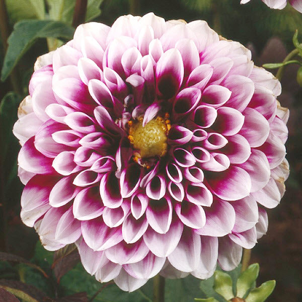 Edinburgh purple and white dahlia for sale