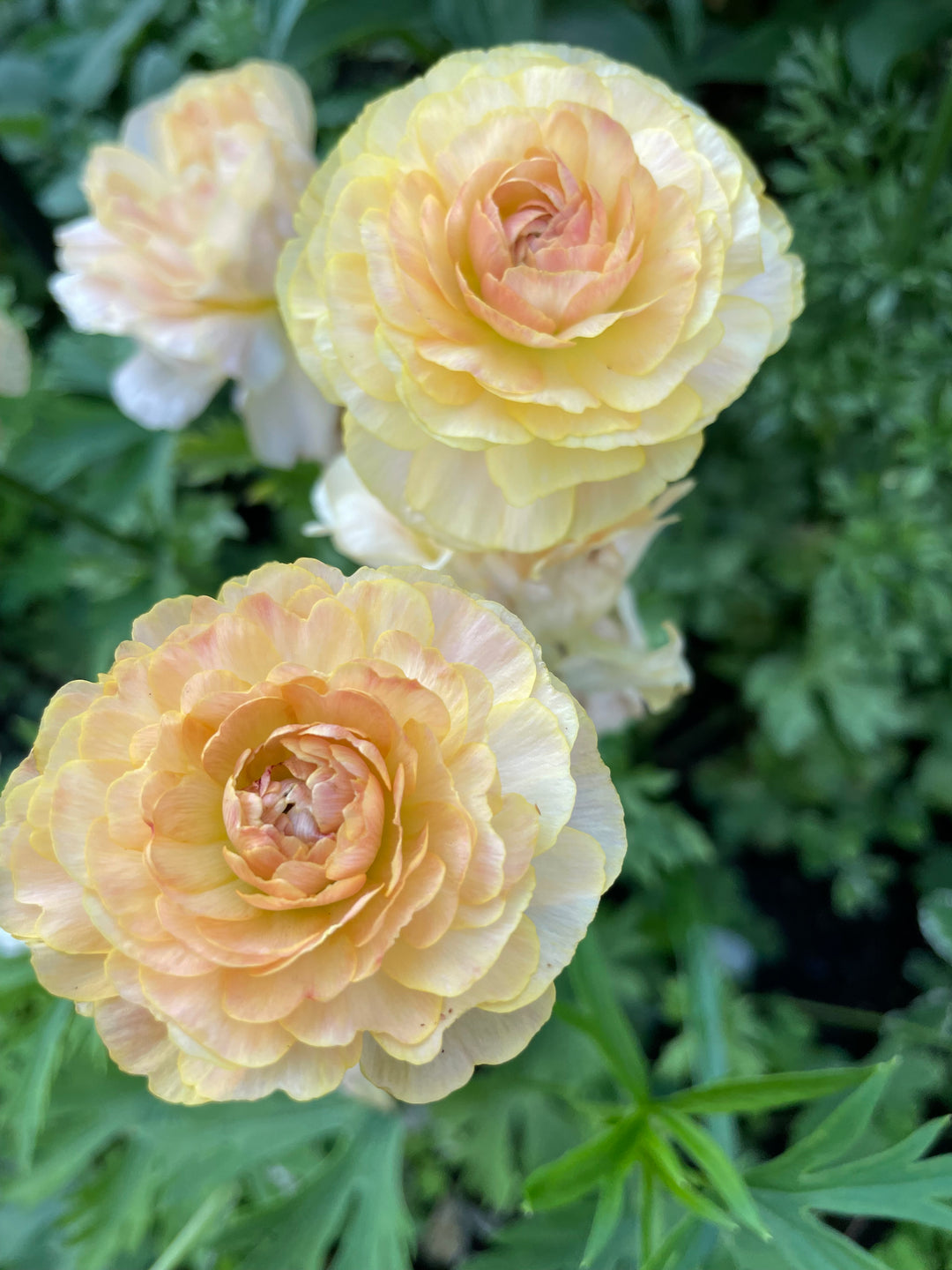 Romance Ranunculus Hydra