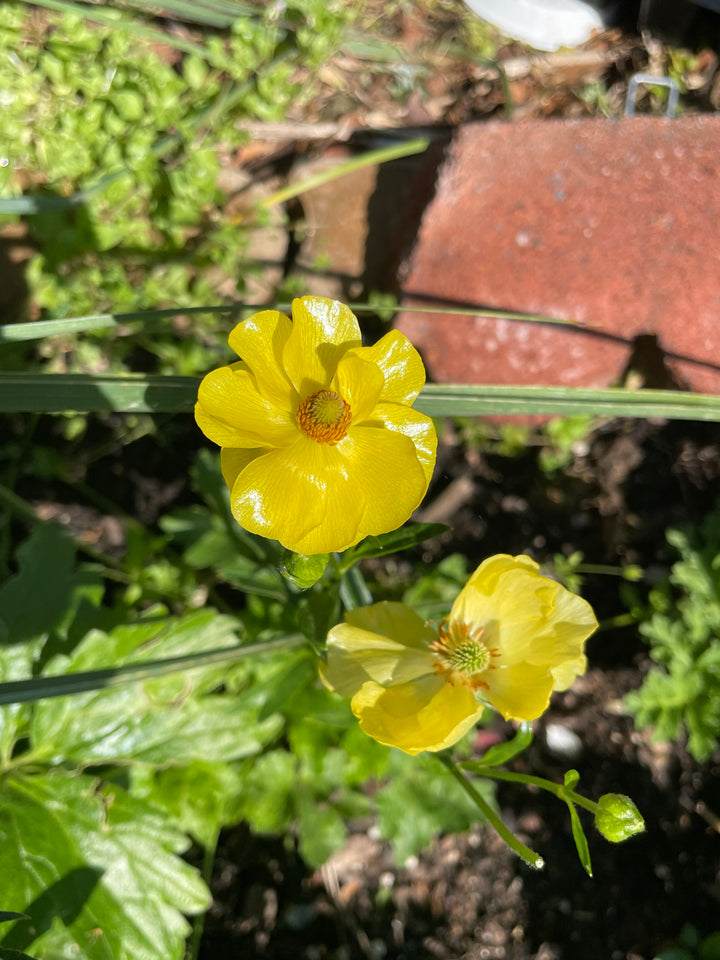 Close-up of bright yellow Butterfly Ranunculus blooms, showcasing their delicate petals and vibrant color, featured by The Happy Hour Flowers.