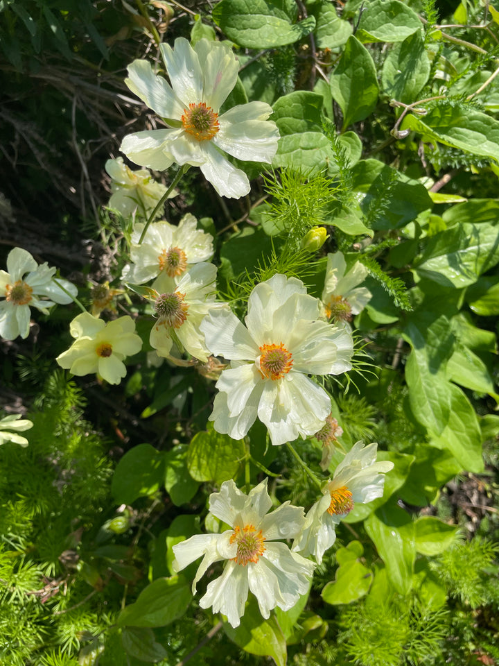 a bunch of flowers that are in the grass