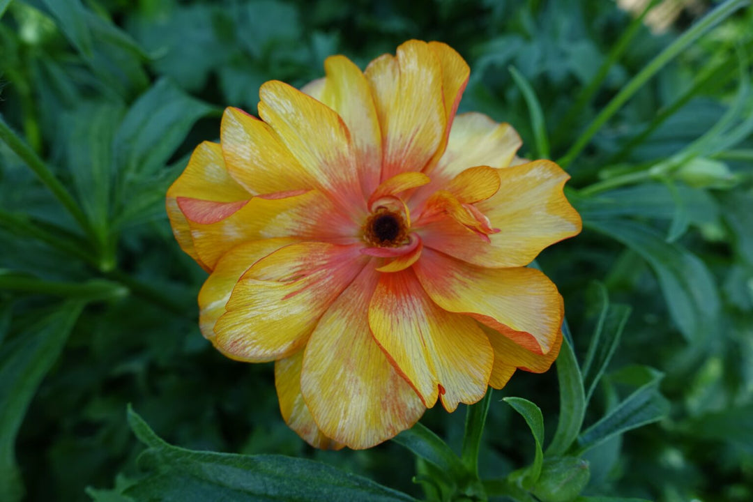 Butterfly Ranunculus Rococo Orange Butterfly Ranunculus Minoan - Spring Shipping Now – The Happy Hour Flowers
