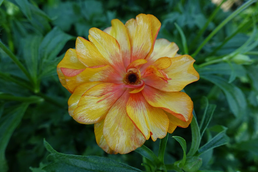 Butterfly ranunculus Minoan orange