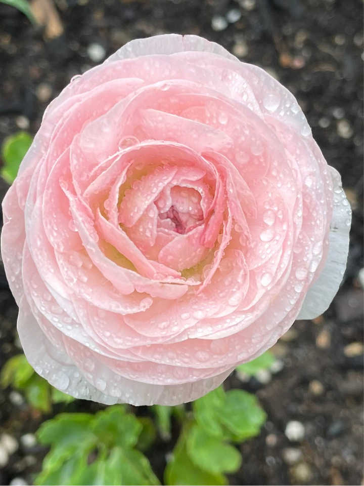 Romance Ranunculus Seine