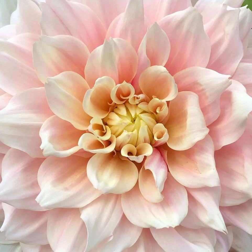 BreakOut dinner plate pink dahlia tuber