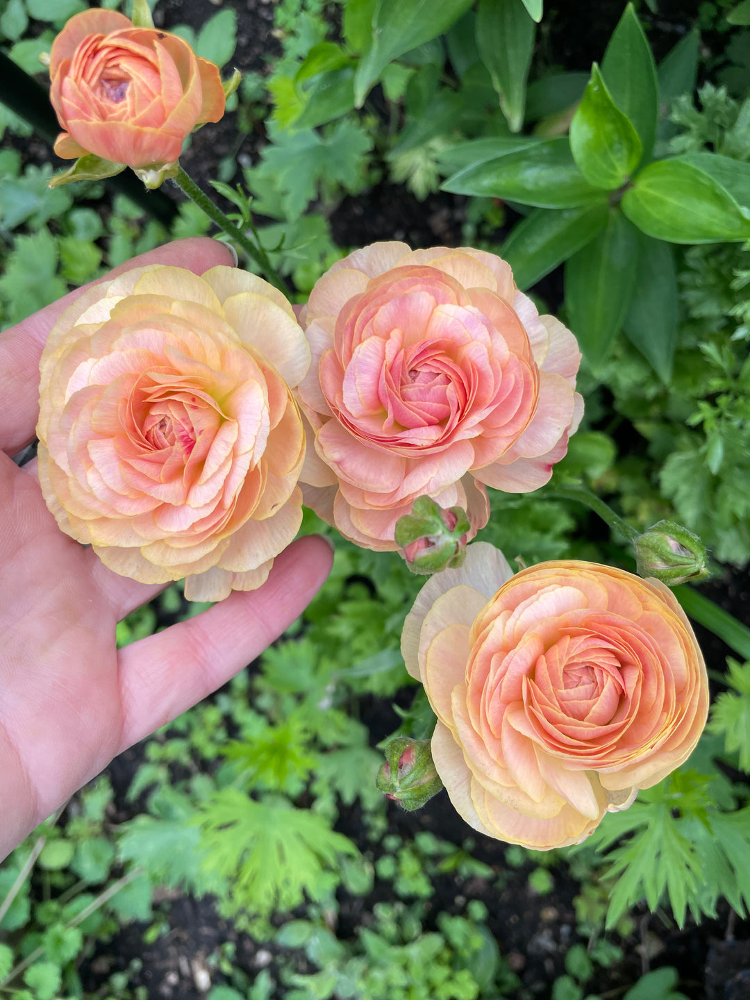 Romance Ranunculus Nohant