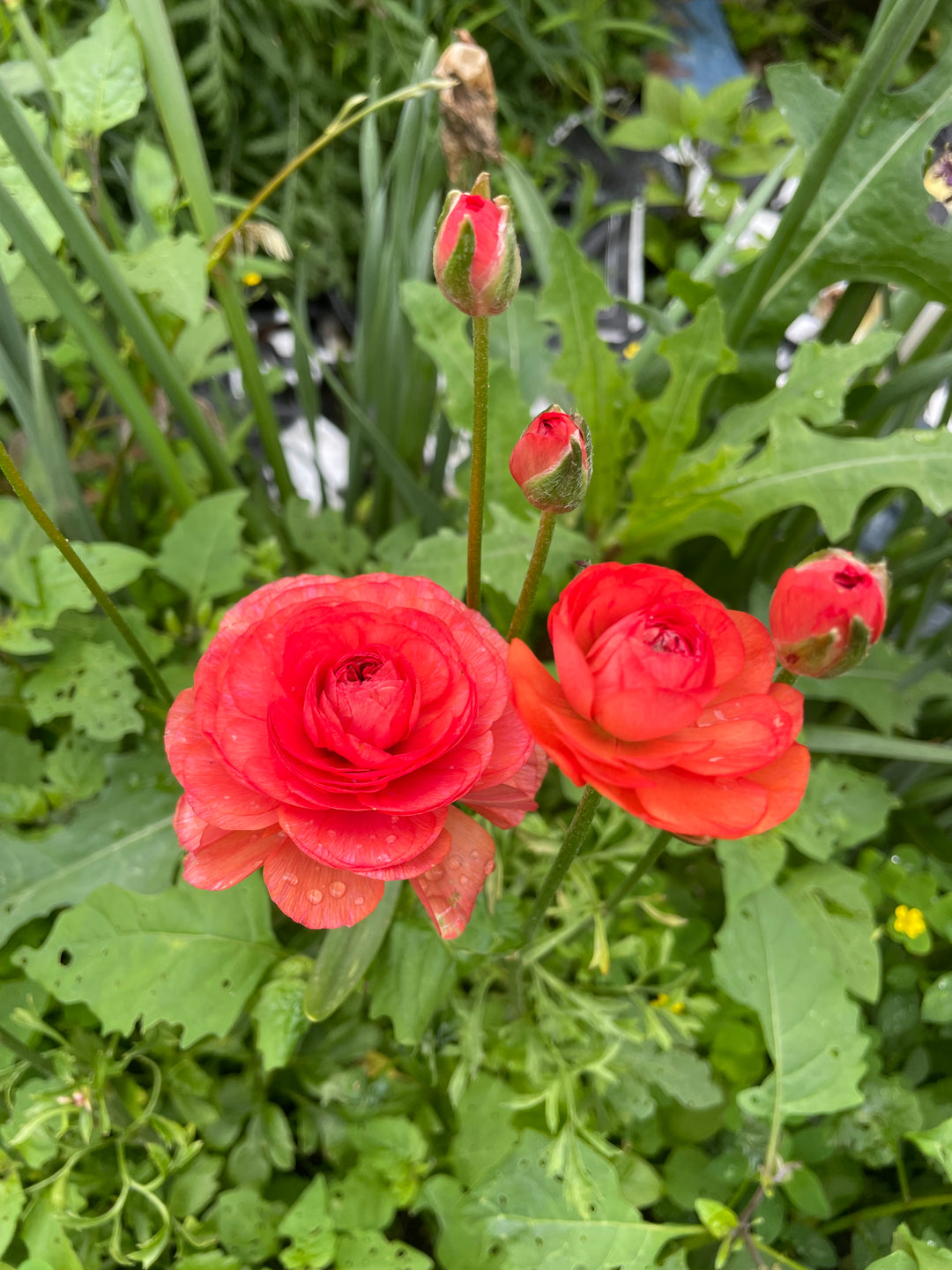 Paradou Romance Ranunculus