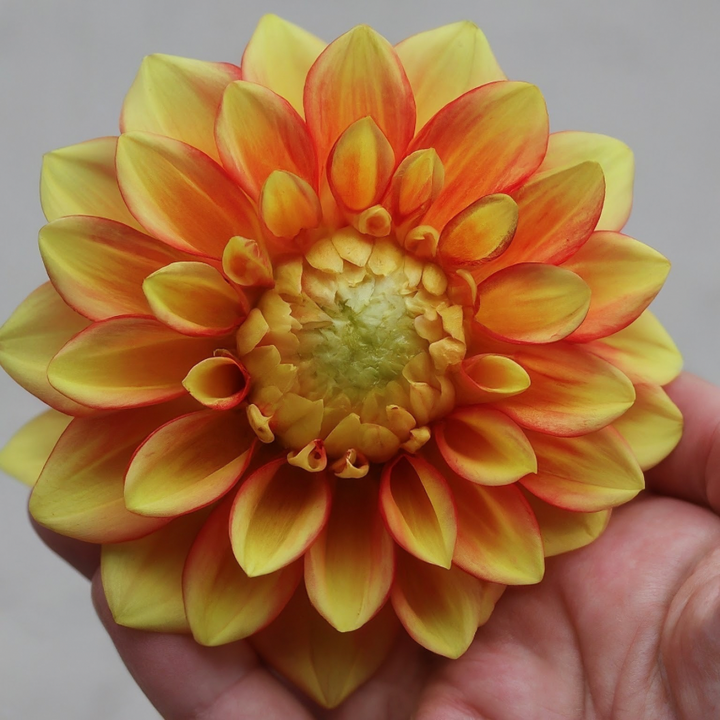 A close-up of a hand holding a colorful Cape Town Dahlia flower, showcasing its striking yellow and orange hues, from The Happy Hour Flowers, ideal for gardening enthusiasts interested in the Cape Town Dahlia Tuber.