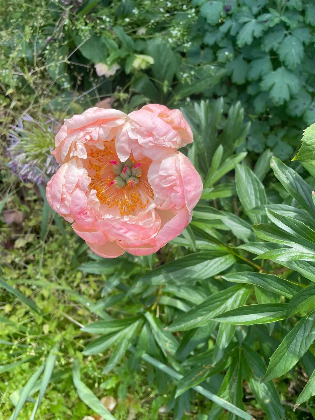 Peony Bare Root Coral Supreme