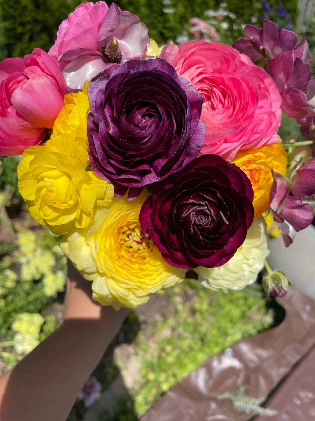 Pastel Lemon Ranunculus corms for sale