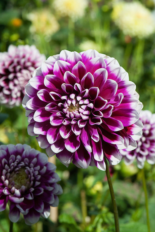 Edinburgh purple and white dahlia