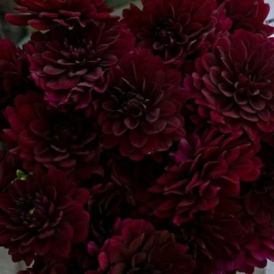 Karma Naomi Burgundy Dahlia tuber for sale