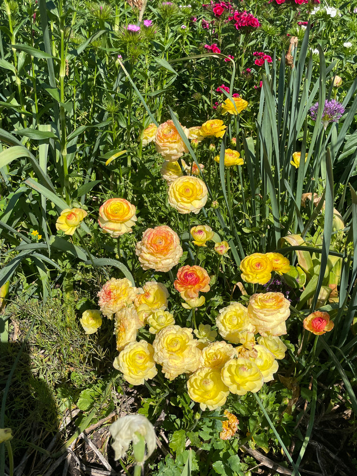 Pastel Lemon, Orange picotee Ranunculus corms for sale