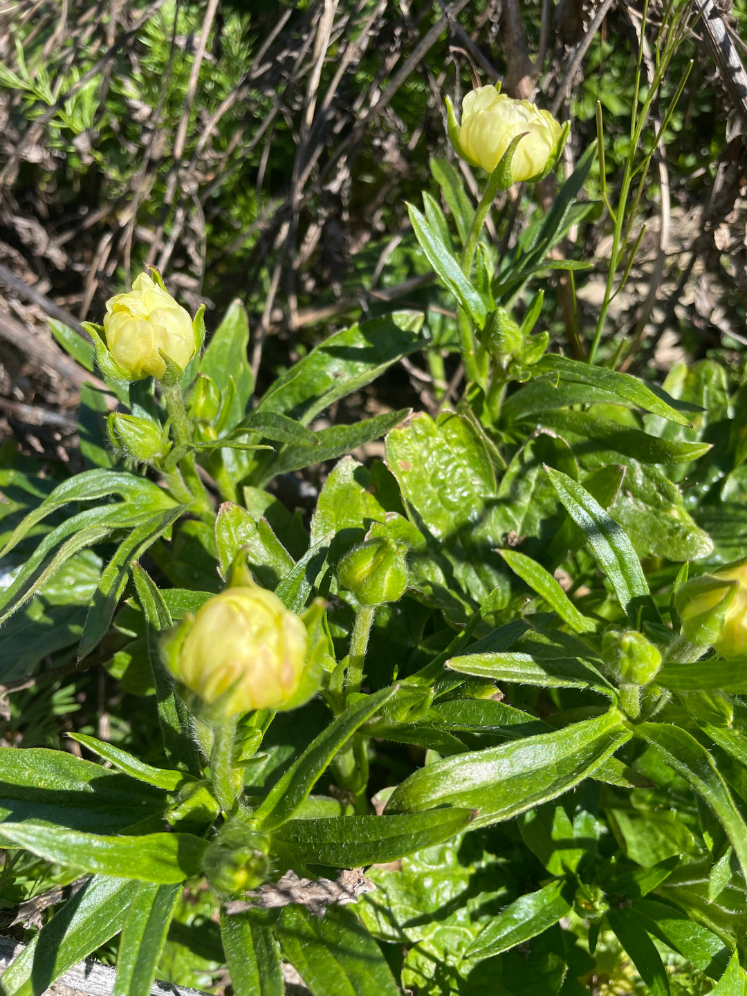 Butterfly Ranunculus Helios, pale yellow