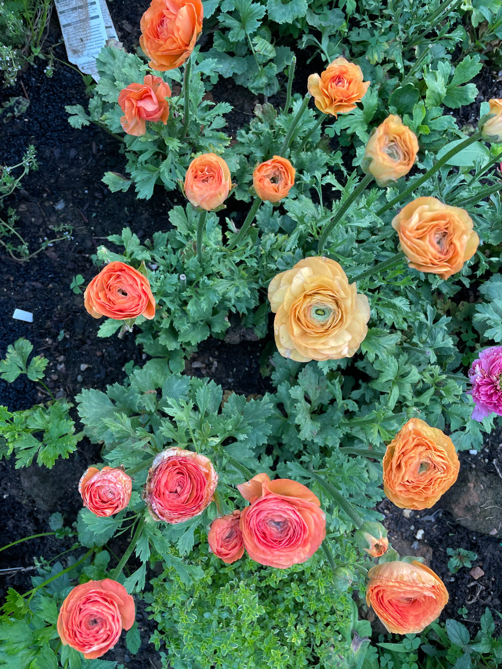 Salerno Romance Ranunculus