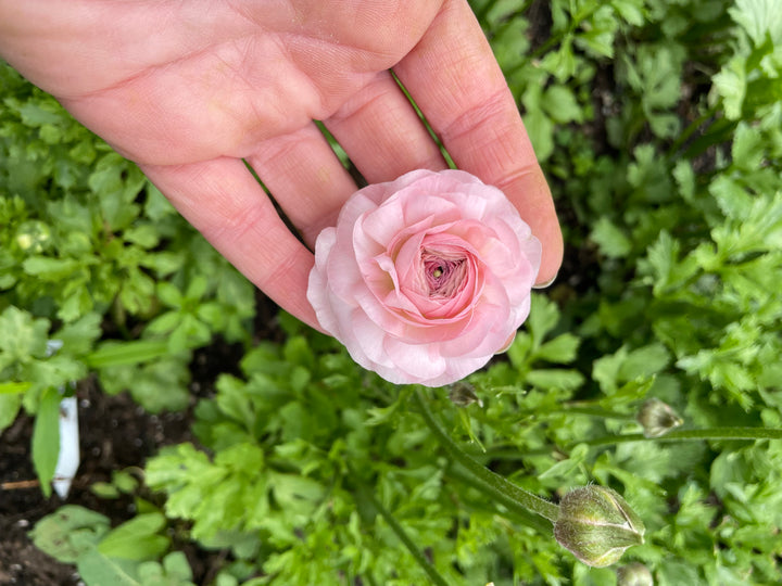 Romance Ranunculus Maritime Blush