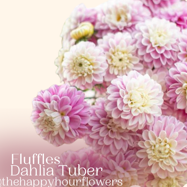 Fluffles lavender dahlia