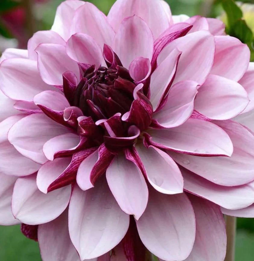 Crème de Cassis purple dahlia