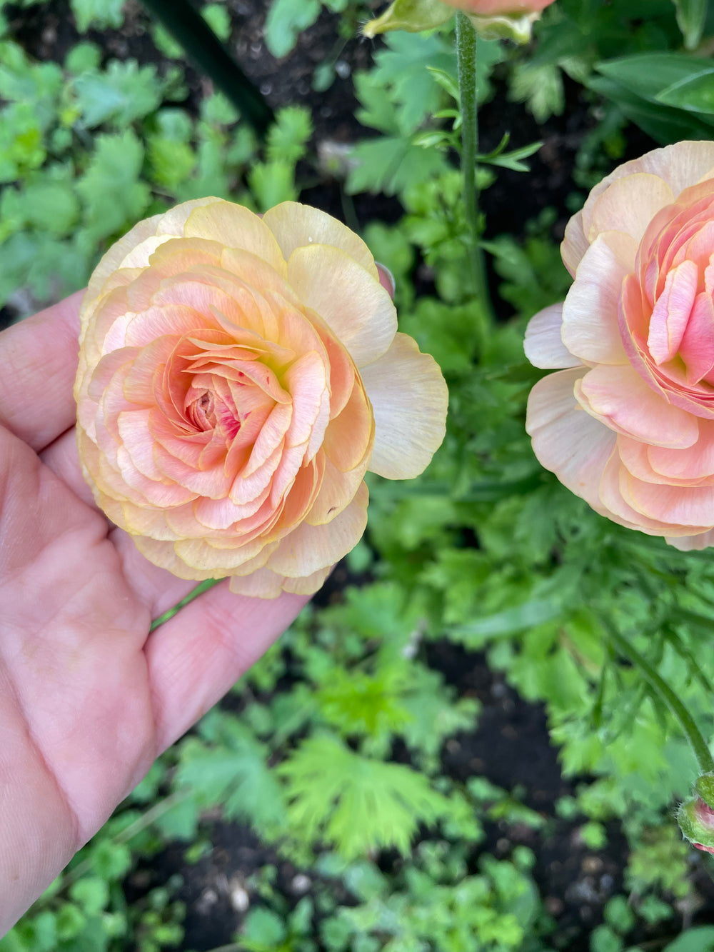 Romance Ranunculus Nohant