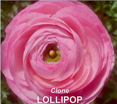 Clone Ranunculus Lollipop Pink