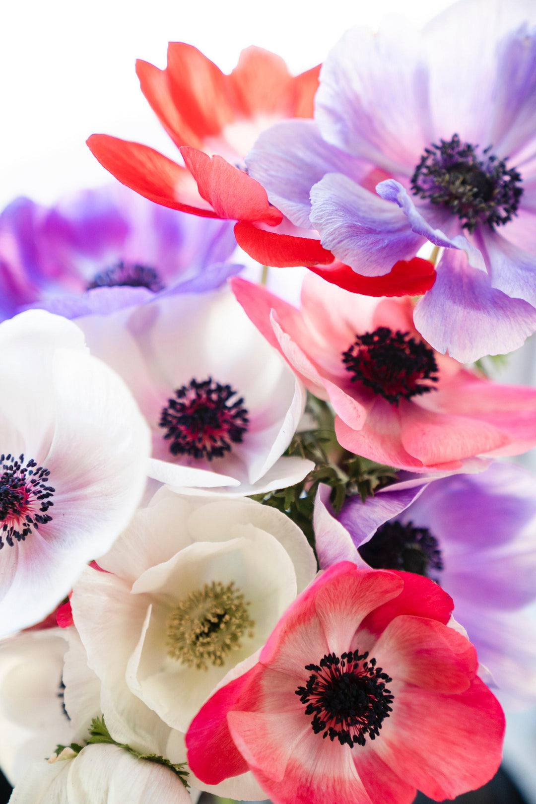 Carmel and Galilee Pastel Anemone Mix; Pack of 20