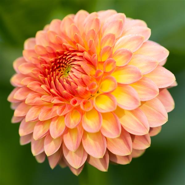 Hillcrest Suffusion Dahlia – The Happy Hour Flowers