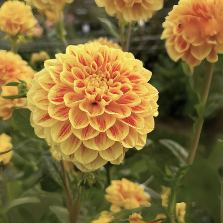 A vibrant yellow and orange Cape Town Dahlia flower from The Happy Hour Flowers, showcasing its intricate petals and perfect bloom, representing the Cape Town Dahlia Tuber.