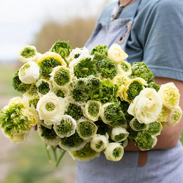 Super Green White Ranunculus Floret