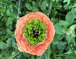 Super Green Salmon Ranunculus