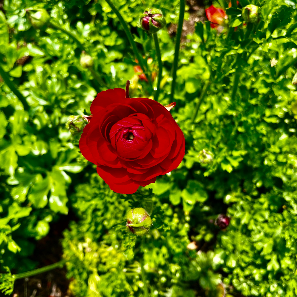 Vibrant red La Belle Ranunculus Chocolate bloom surrounded by lush green foliage, showcasing its beauty as a specialty cut flower from The Happy Hour Flowers, perfect for cutting gardens and weddings. Arlington, red, plant, cut flower, cutting garden, La Belle Ranunculus Chocolate corms for sale farmer, florist, floral.