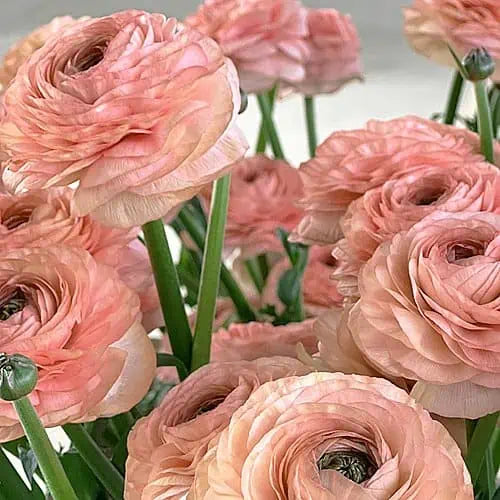  Success Cloni Nuance Ranunculus