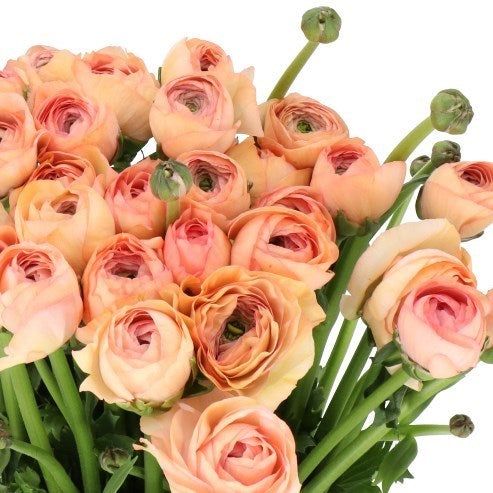 a bouquet of peach colored roses on a white background